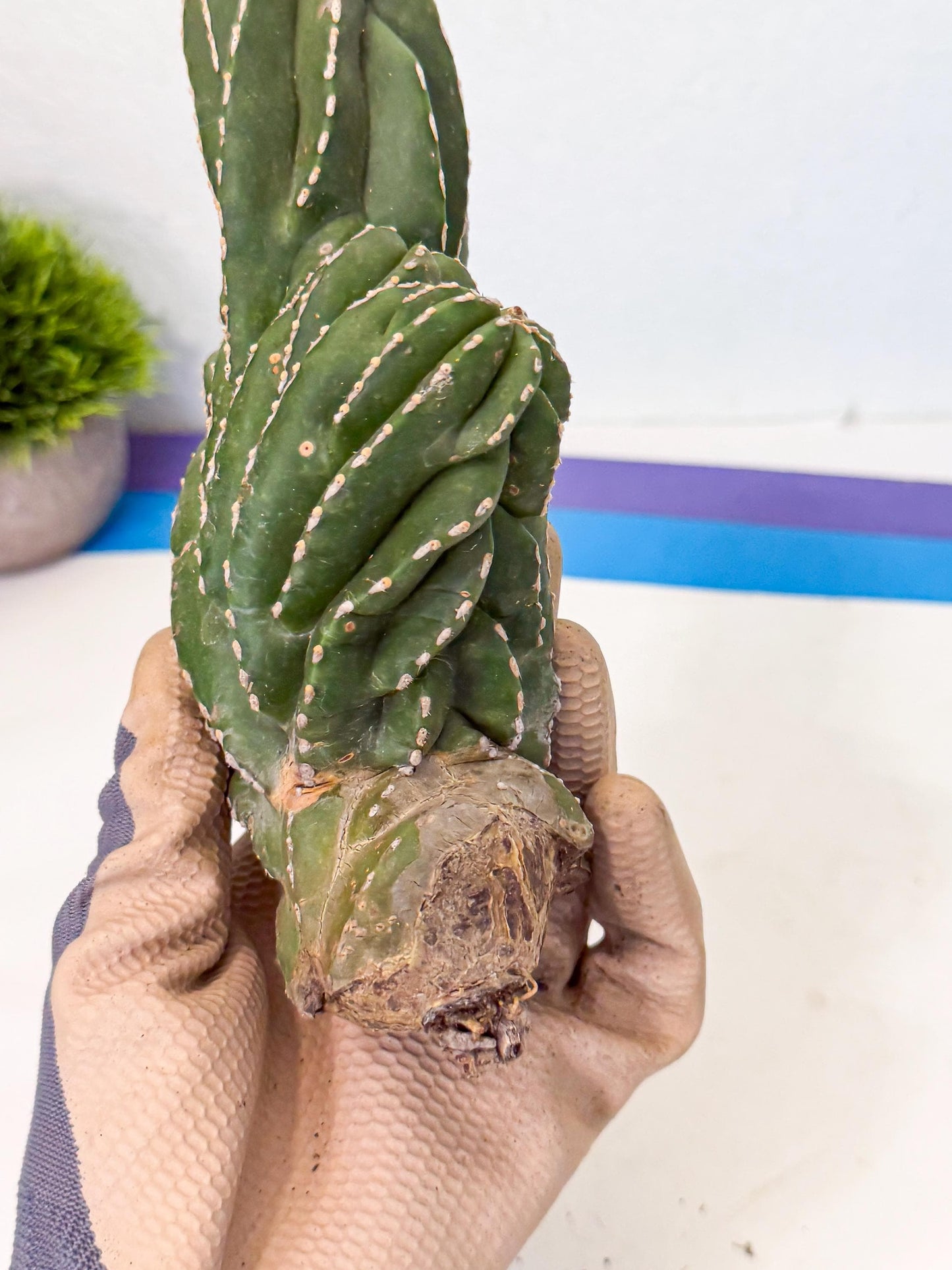 Marginatus Cristata (b) | Rare Cactus