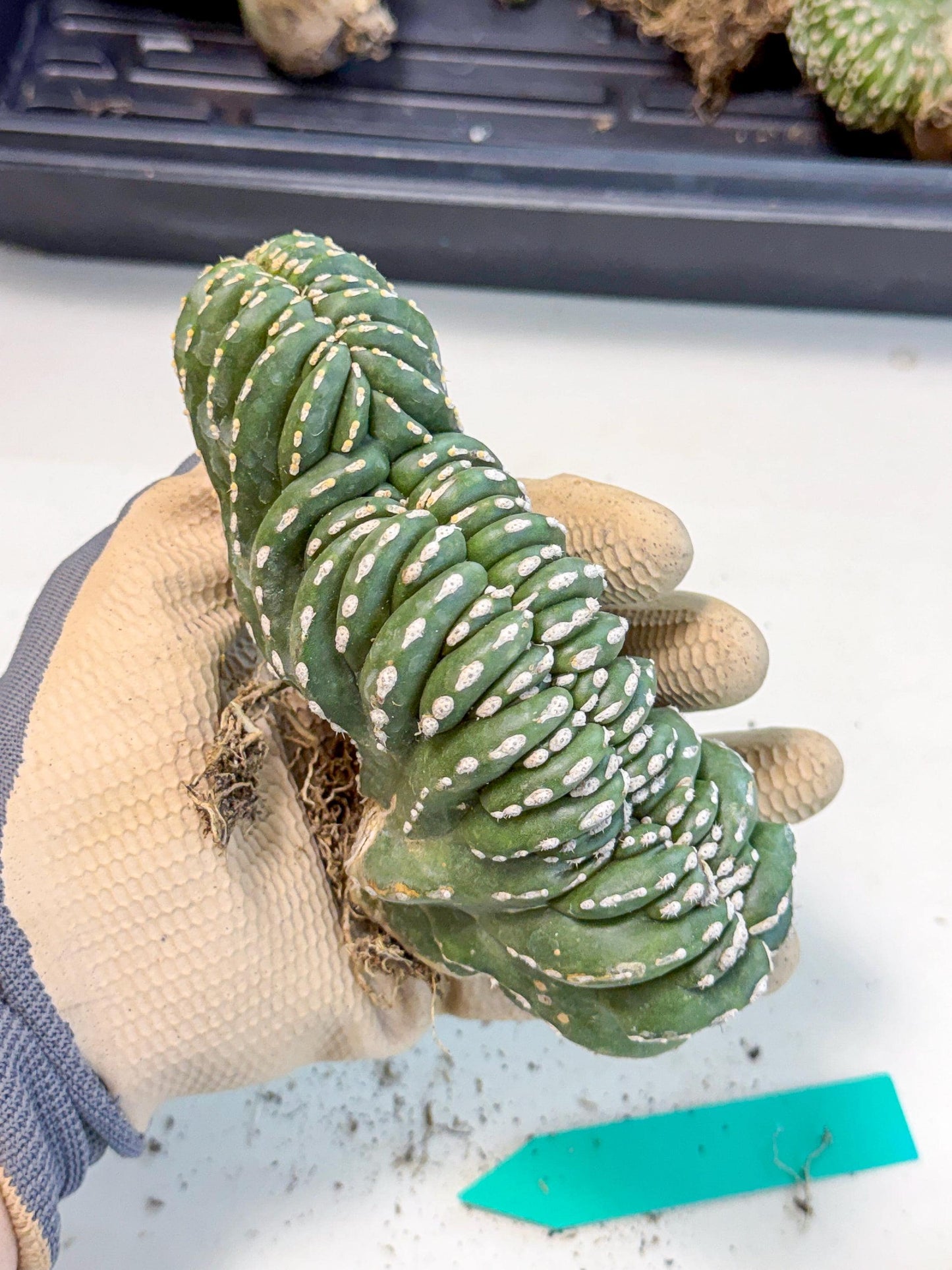 Marginatus Cristata (g) | Rare Cactus