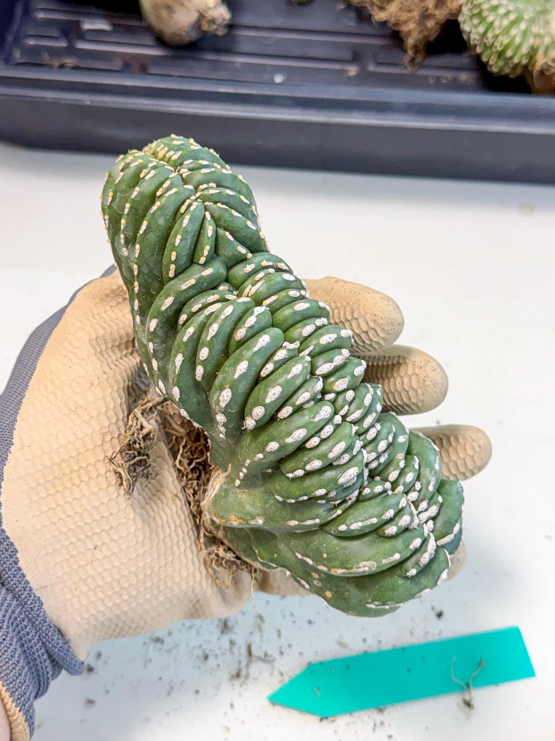 Marginatus Cristata (g) | Rare Cactus