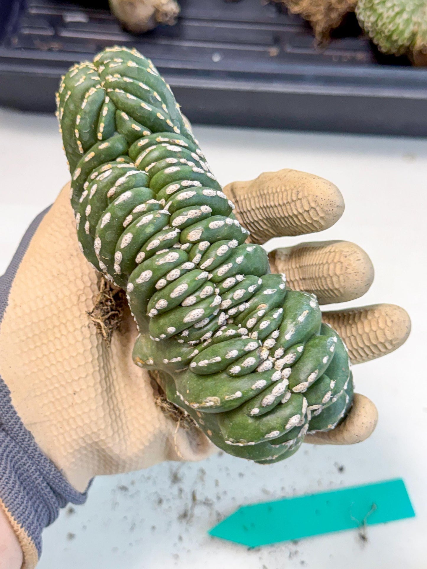 Marginatus Cristata (g) | Rare Cactus