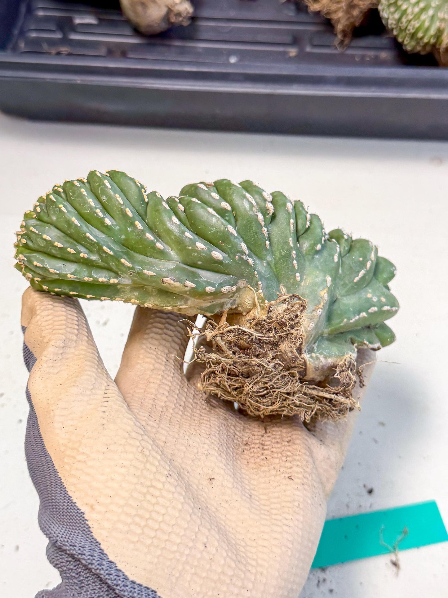 Marginatus Cristata (g) | Rare Cactus