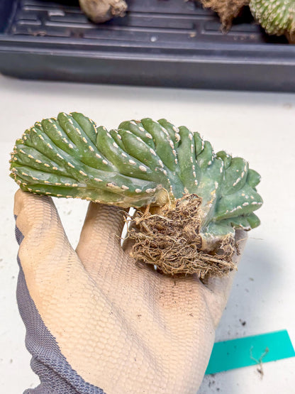 Marginatus Cristata (g) | Rare Cactus