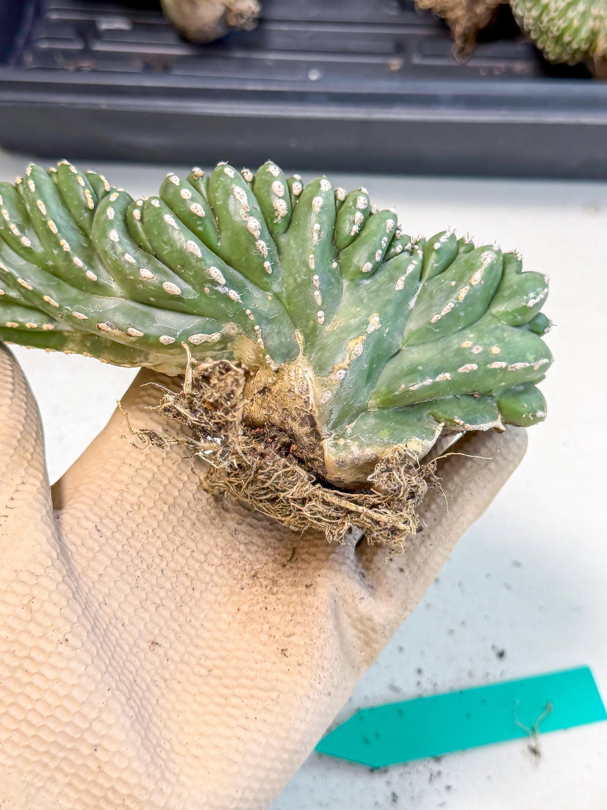 Marginatus Cristata (g) | Rare Cactus