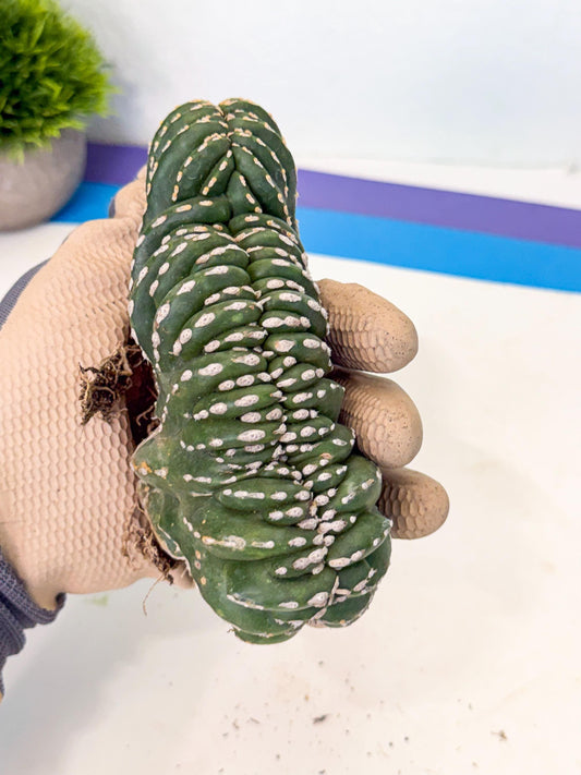 Marginatus Cristata (g) | Rare Cactus