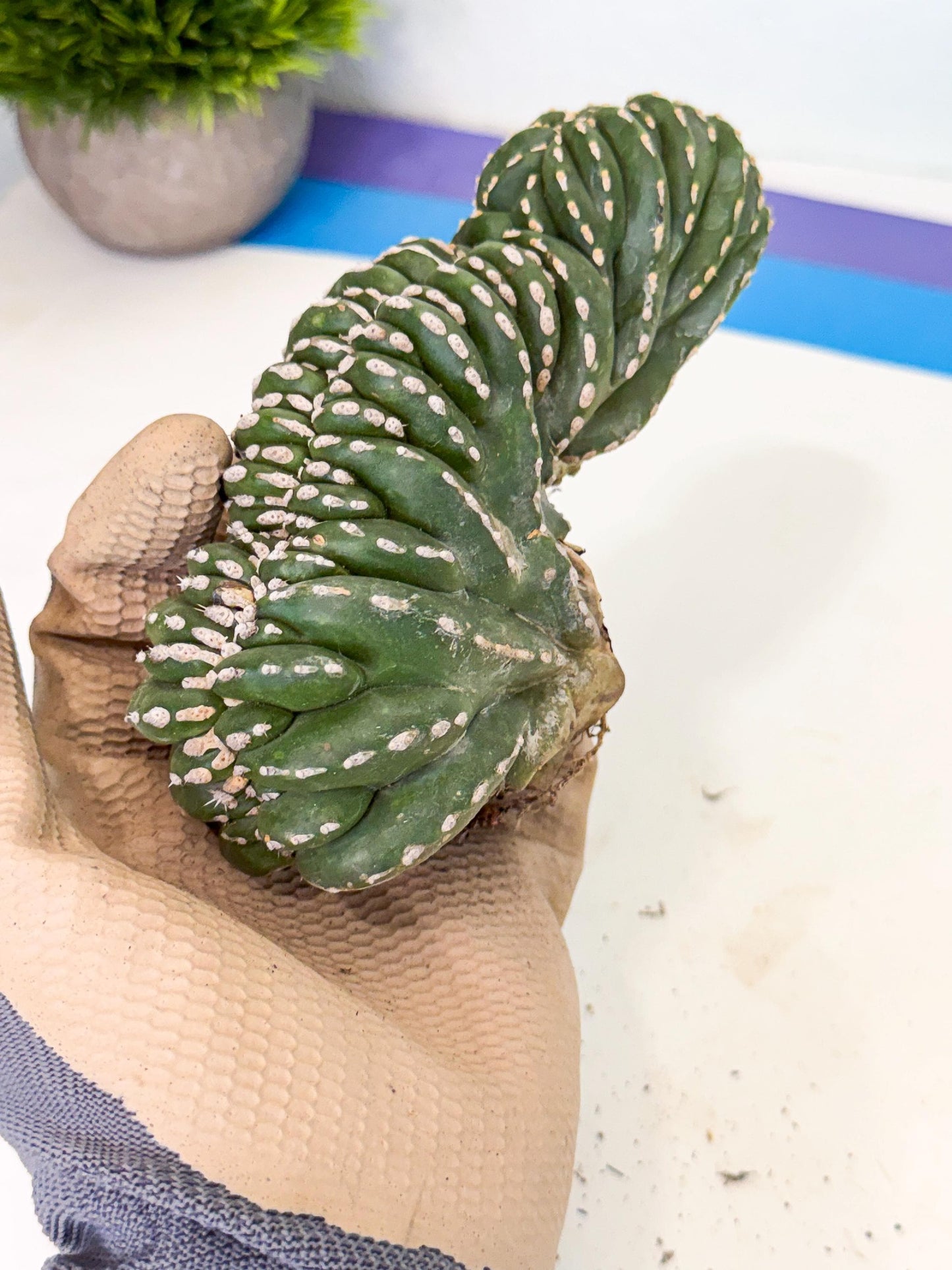 Marginatus Cristata (g) | Rare Cactus