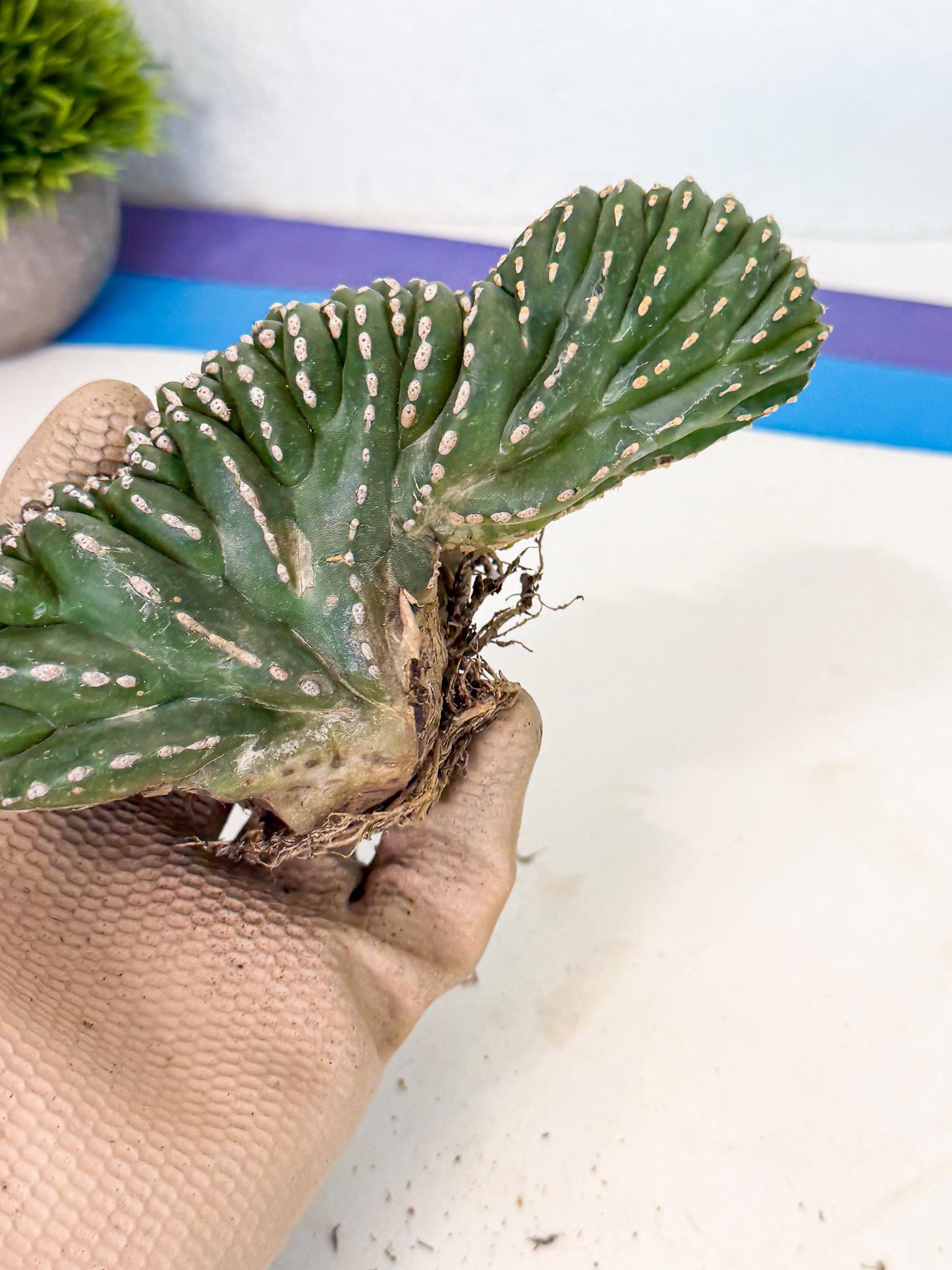 Marginatus Cristata (g) | Rare Cactus