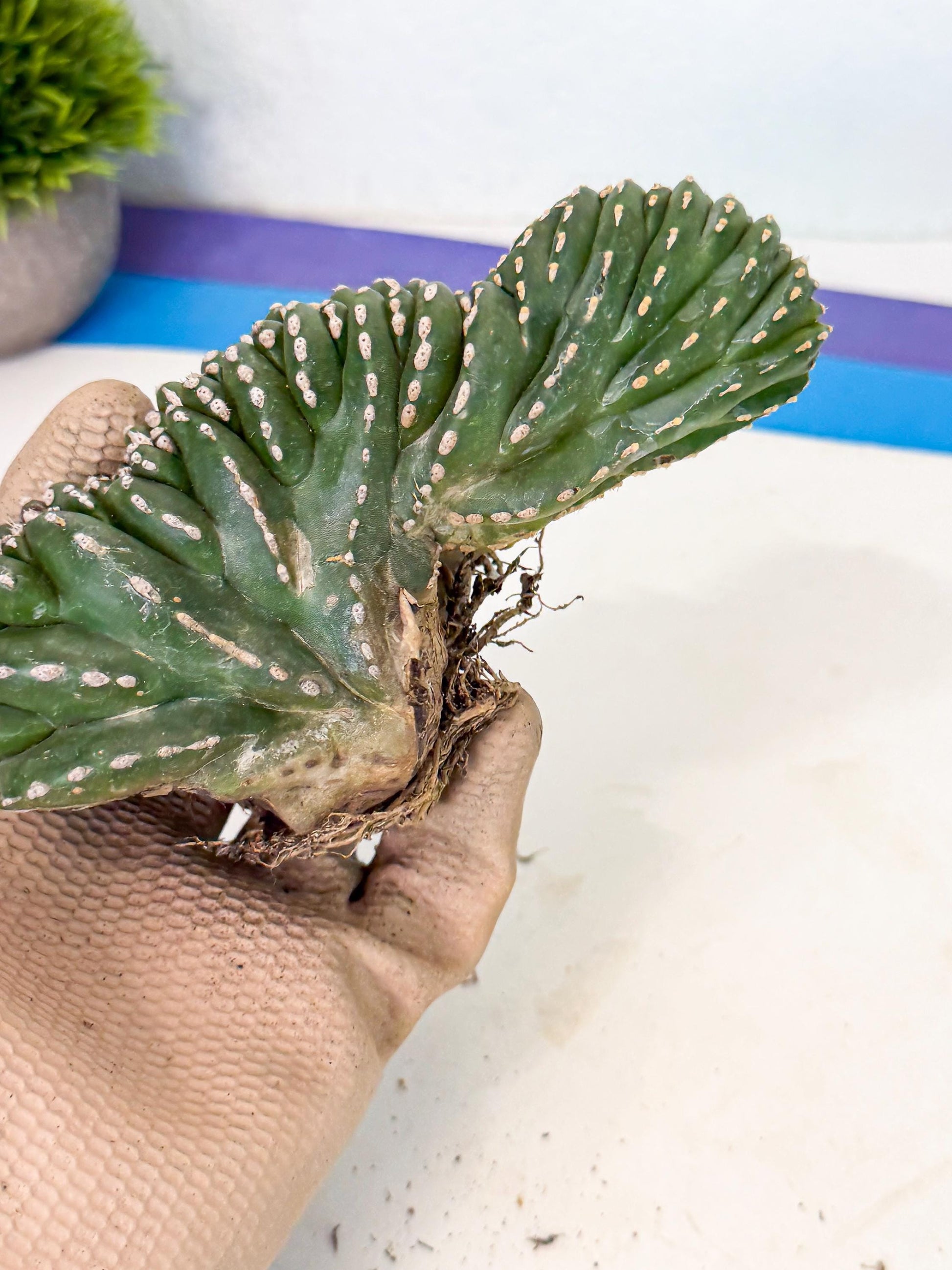 Marginatus Cristata (g) | Rare Cactus
