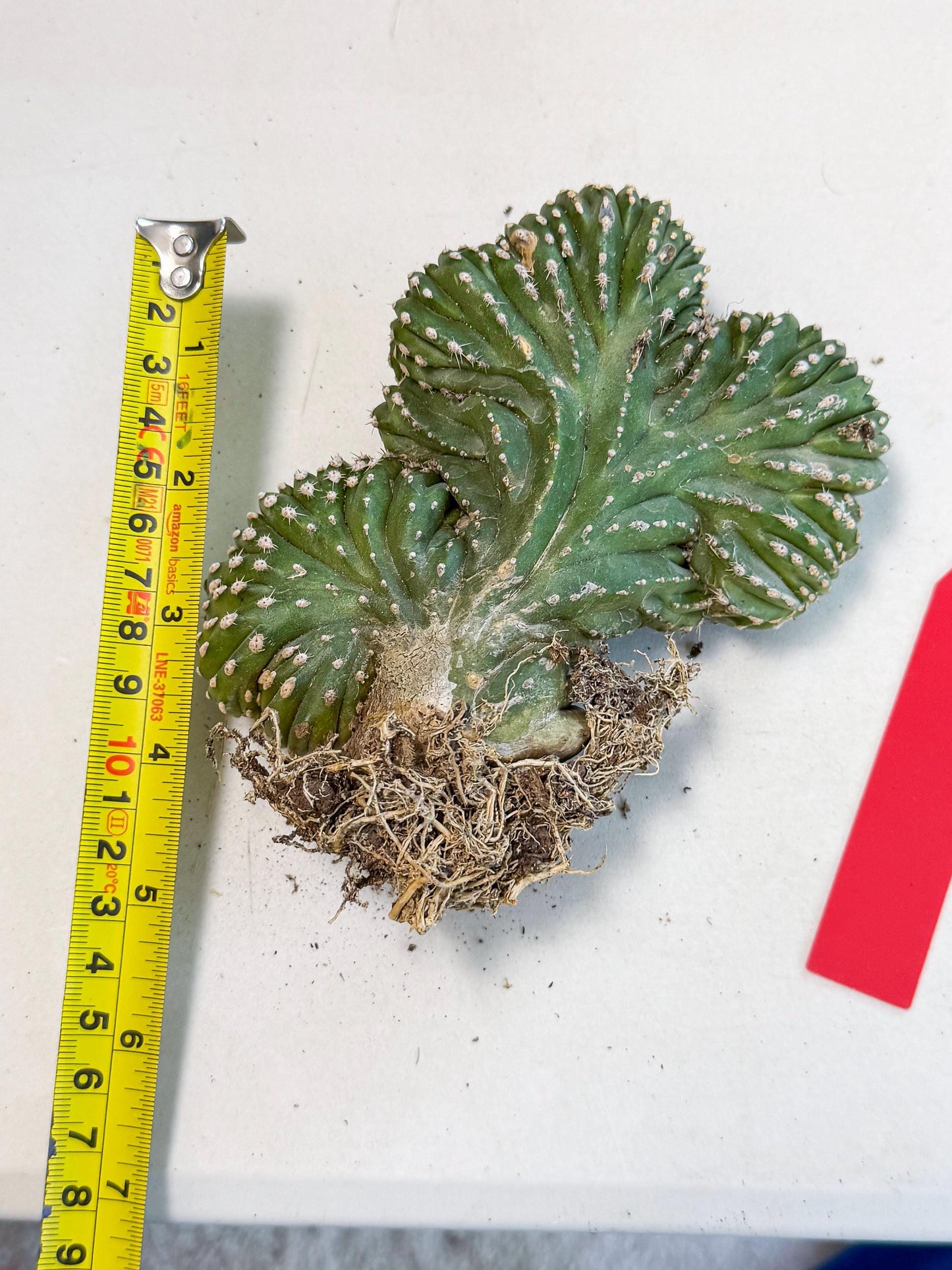 Marginatus Cristata (r) | Rare Cactus