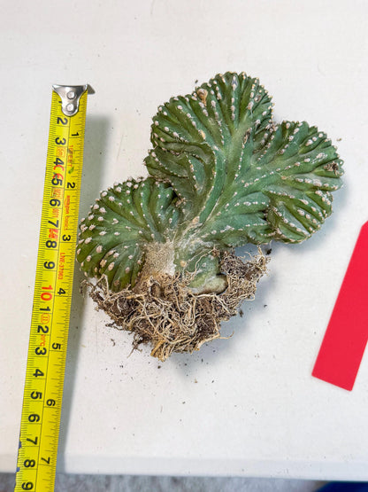 Marginatus Cristata (r) | Rare Cactus