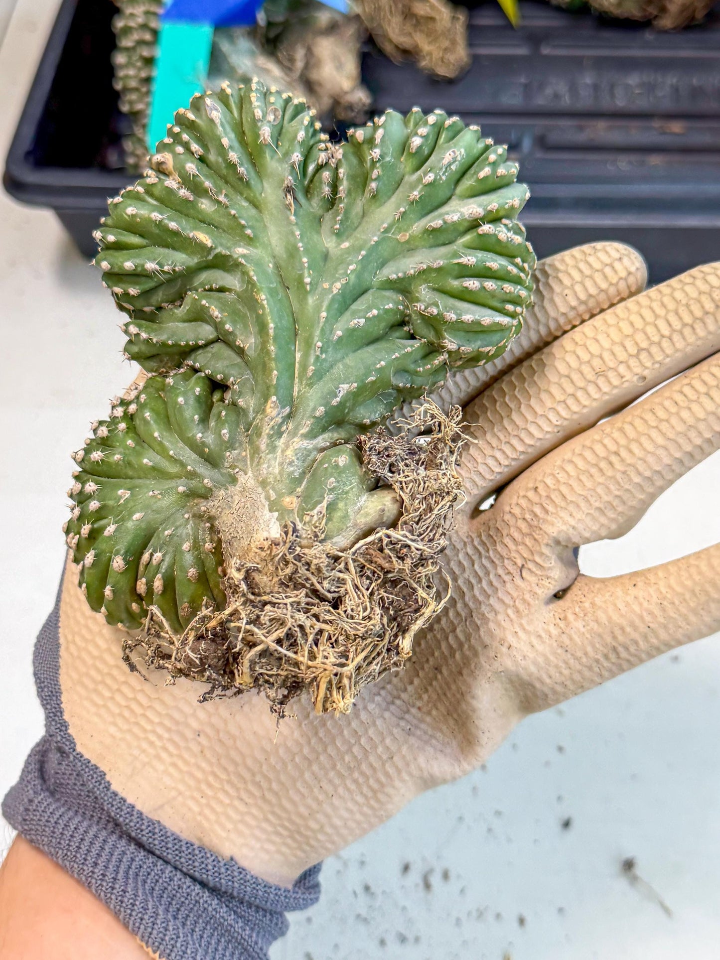 Marginatus Cristata (r) | Rare Cactus