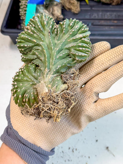 Marginatus Cristata (r) | Rare Cactus