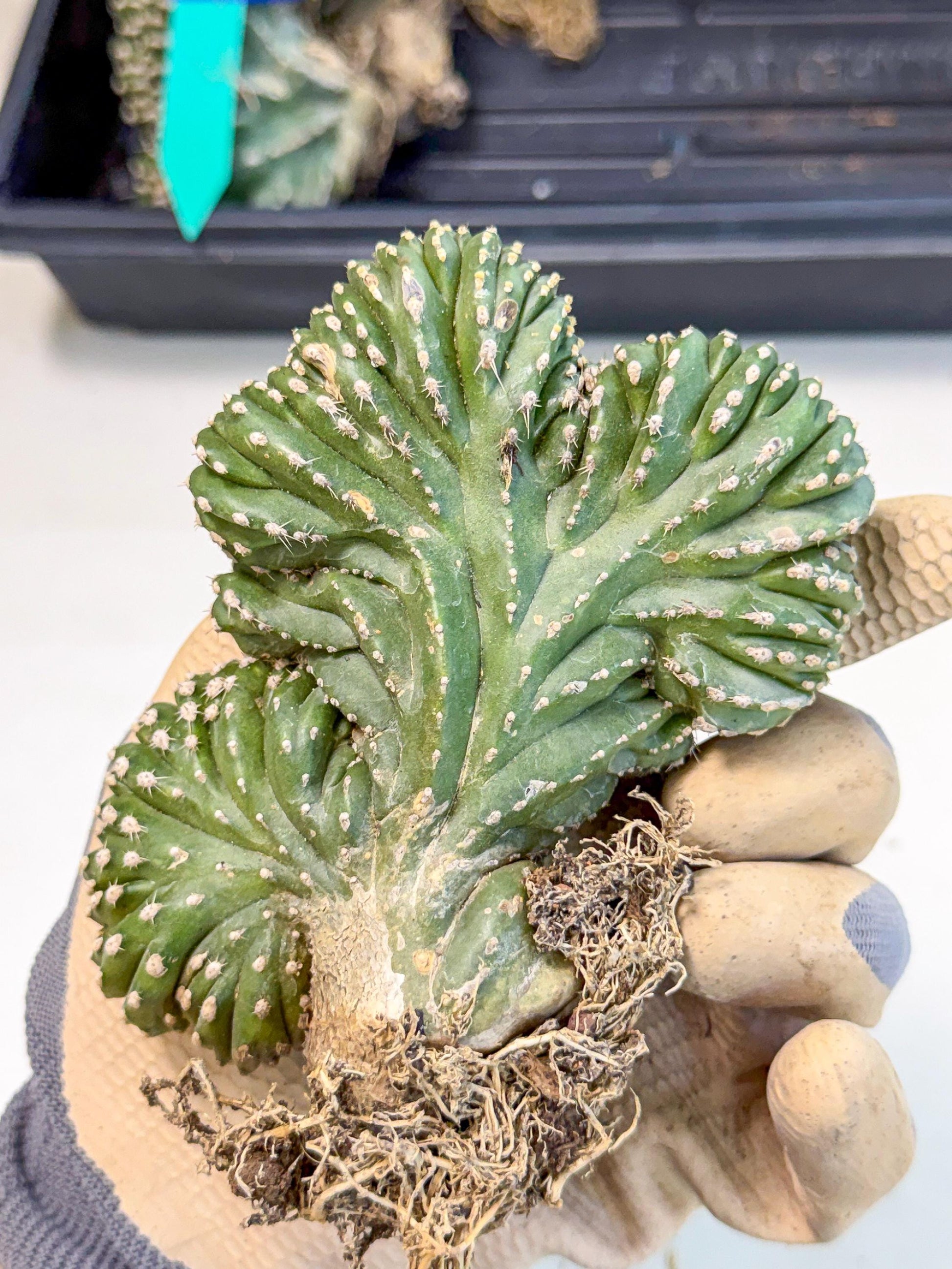 Marginatus Cristata (r) | Rare Cactus