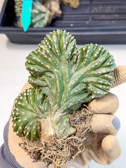 Marginatus Cristata (r) | Rare Cactus