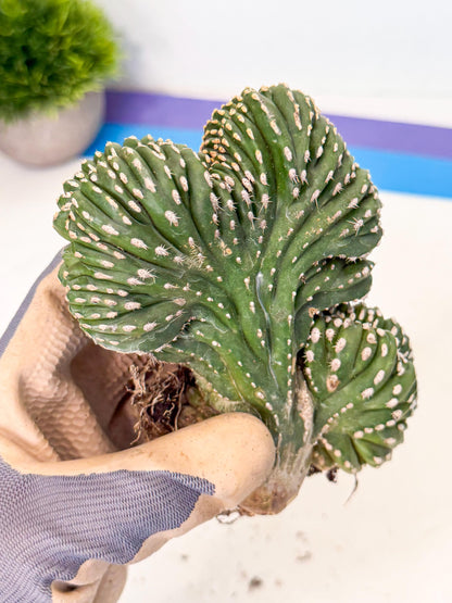 Marginatus Cristata (r) | Rare Cactus