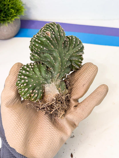 Marginatus Cristata (r) | Rare Cactus