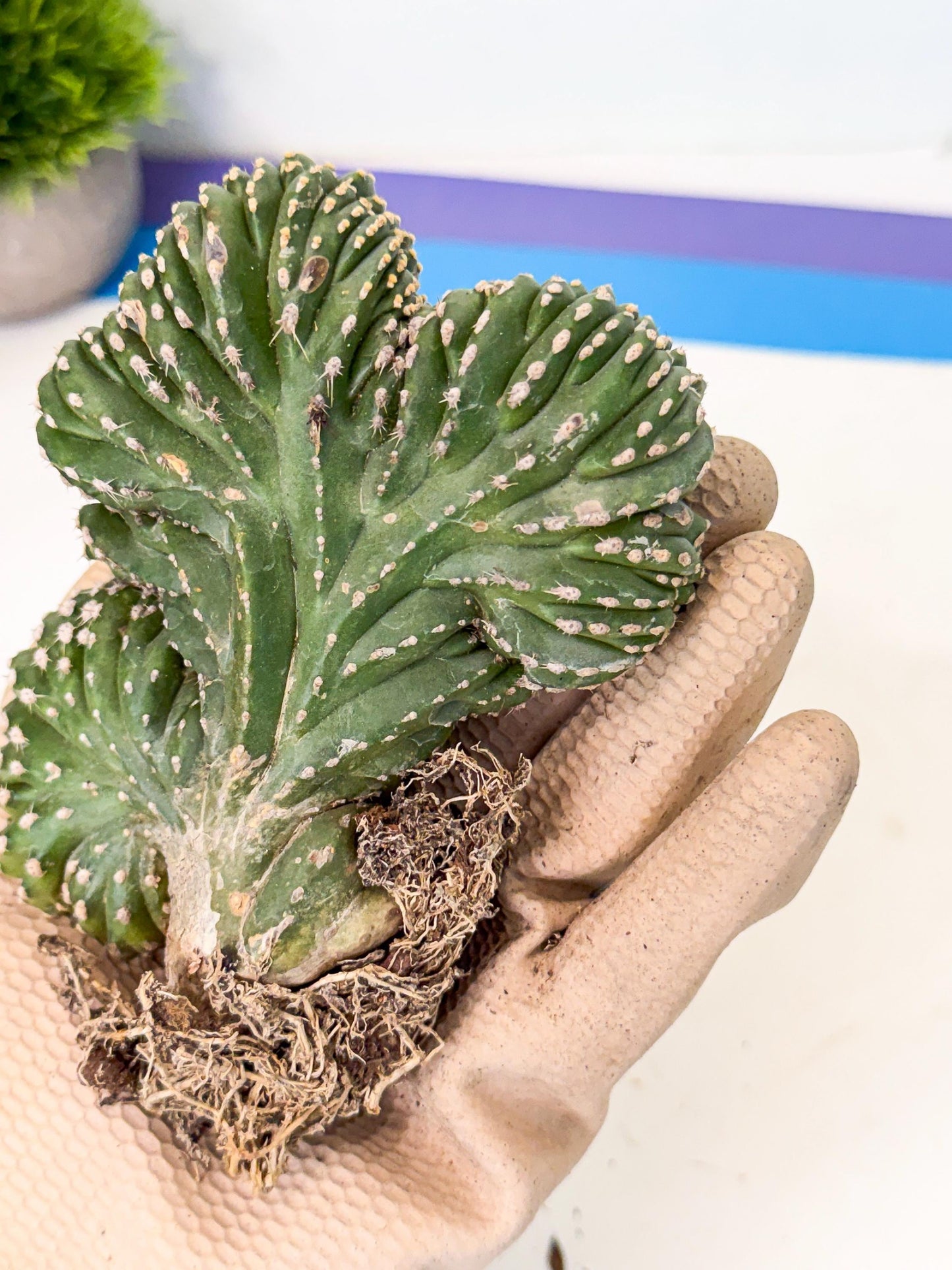 Marginatus Cristata (r) | Rare Cactus