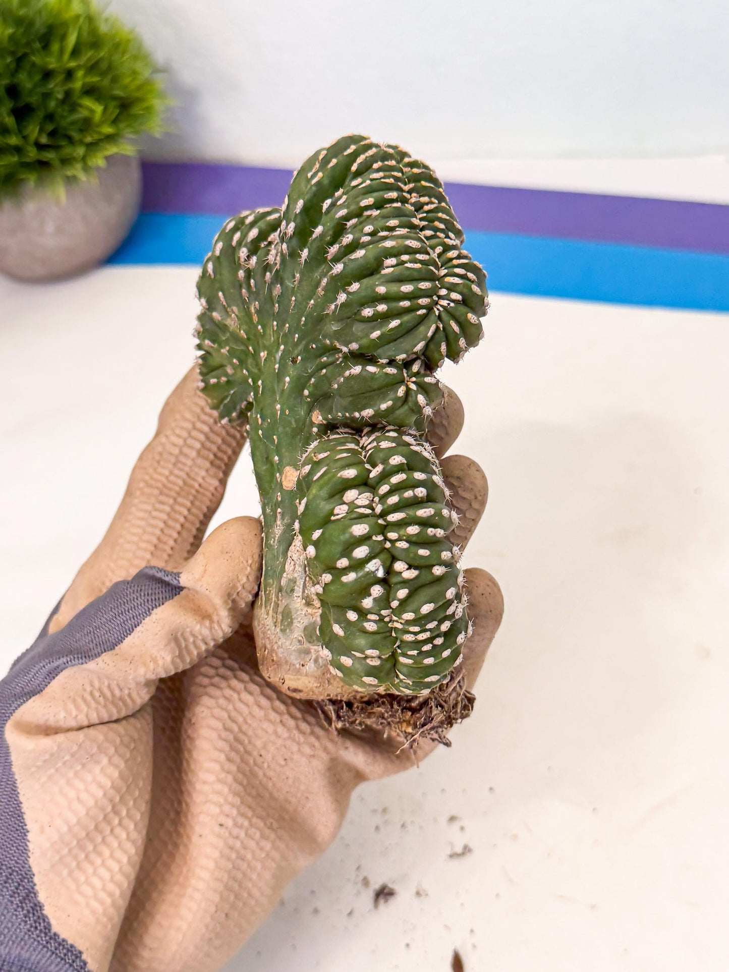 Marginatus Cristata (r) | Rare Cactus