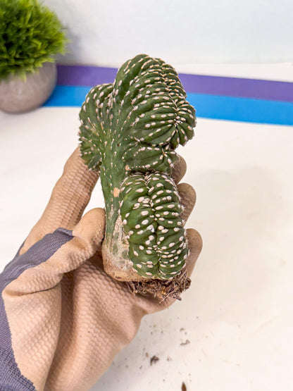Marginatus Cristata (r) | Rare Cactus