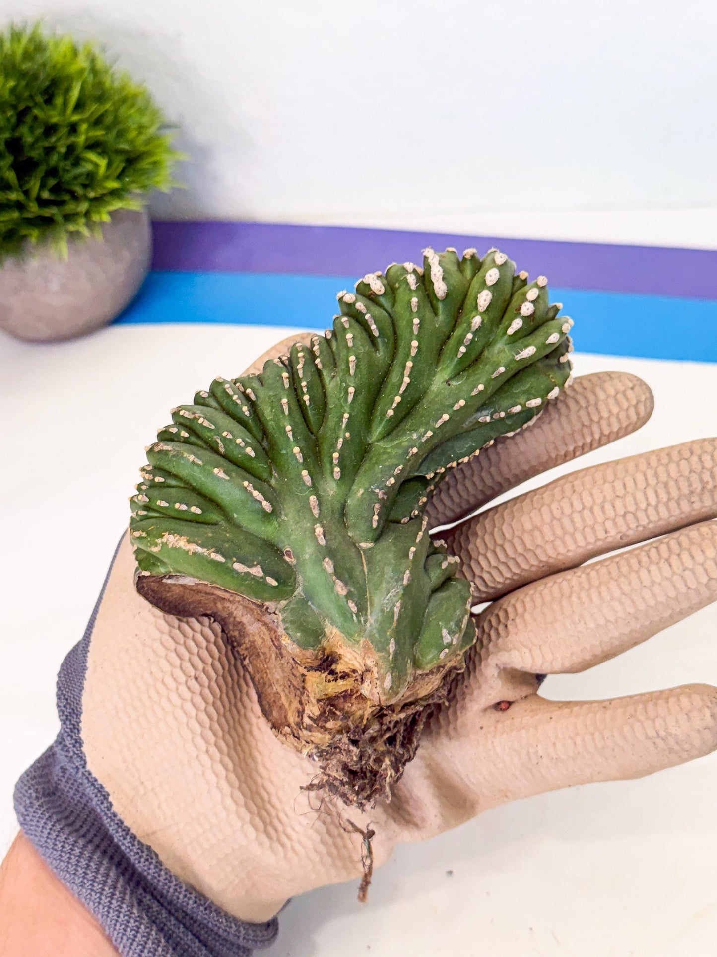 Marginatus Cristata (p) | Rooted Cuttings