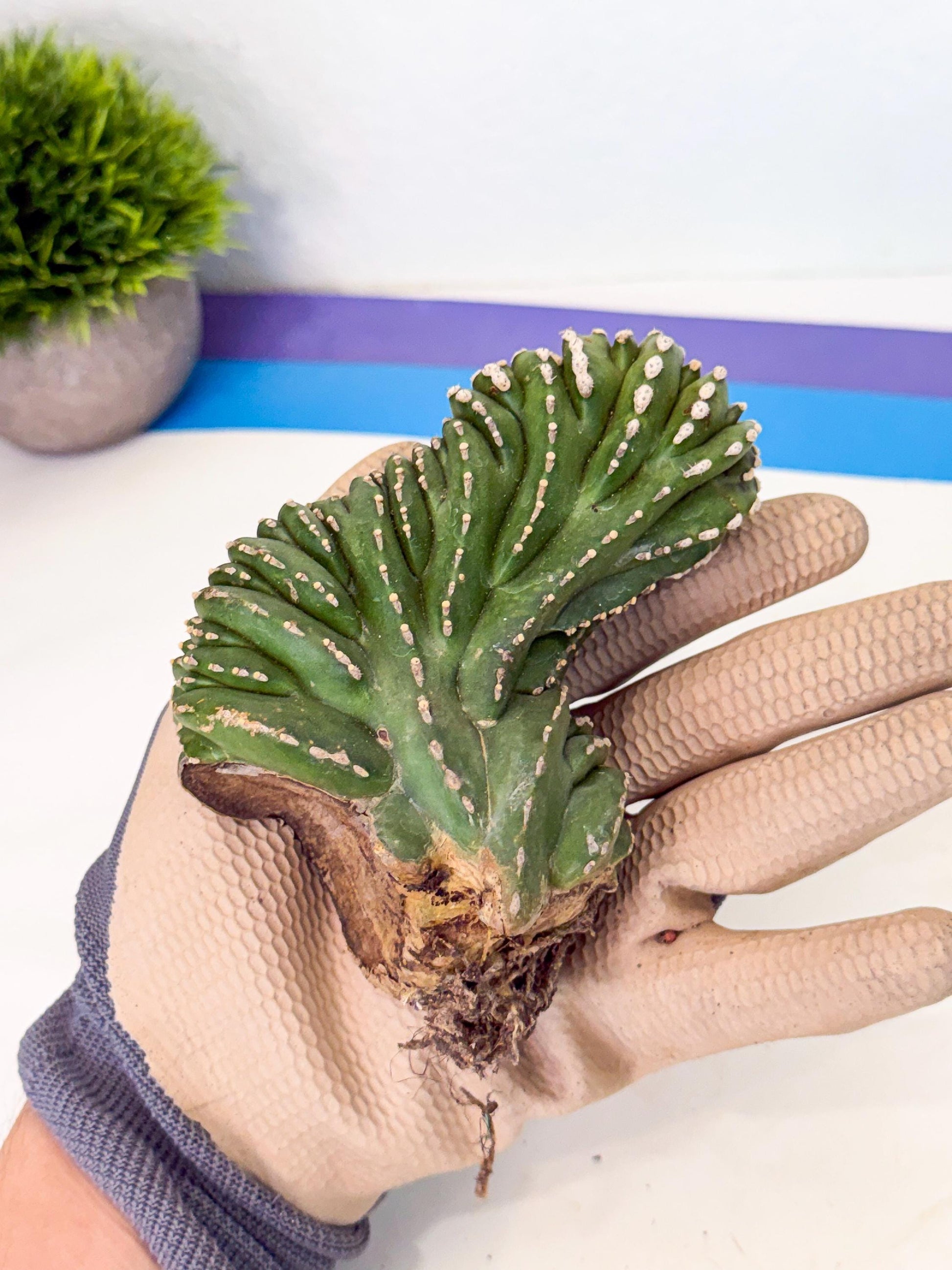 Marginatus Cristata (p) | Rooted Cuttings