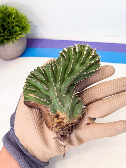 Marginatus Cristata (p) | Rooted Cuttings