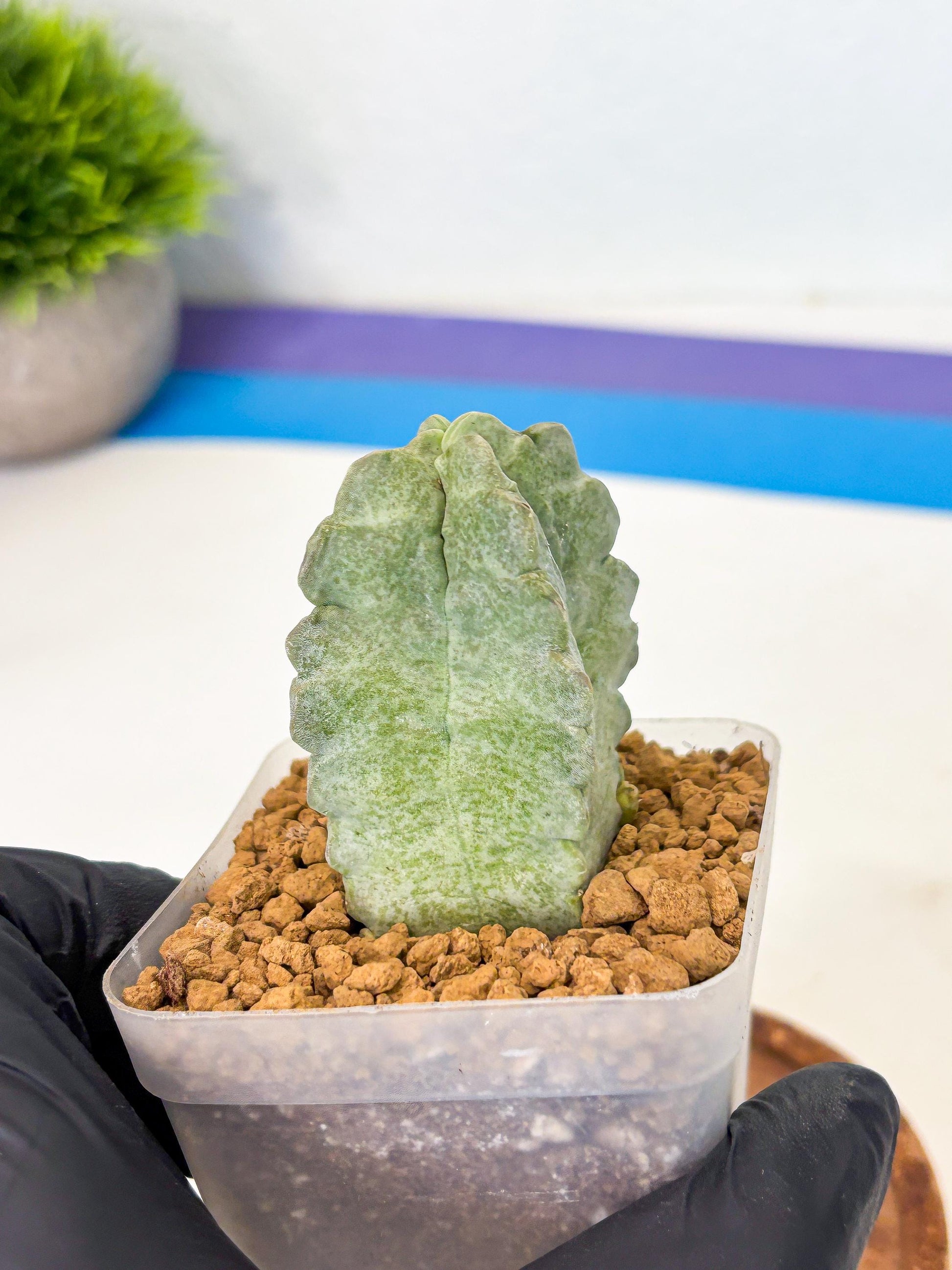 Whitesloanea crassa (o1) | Rare House Plants