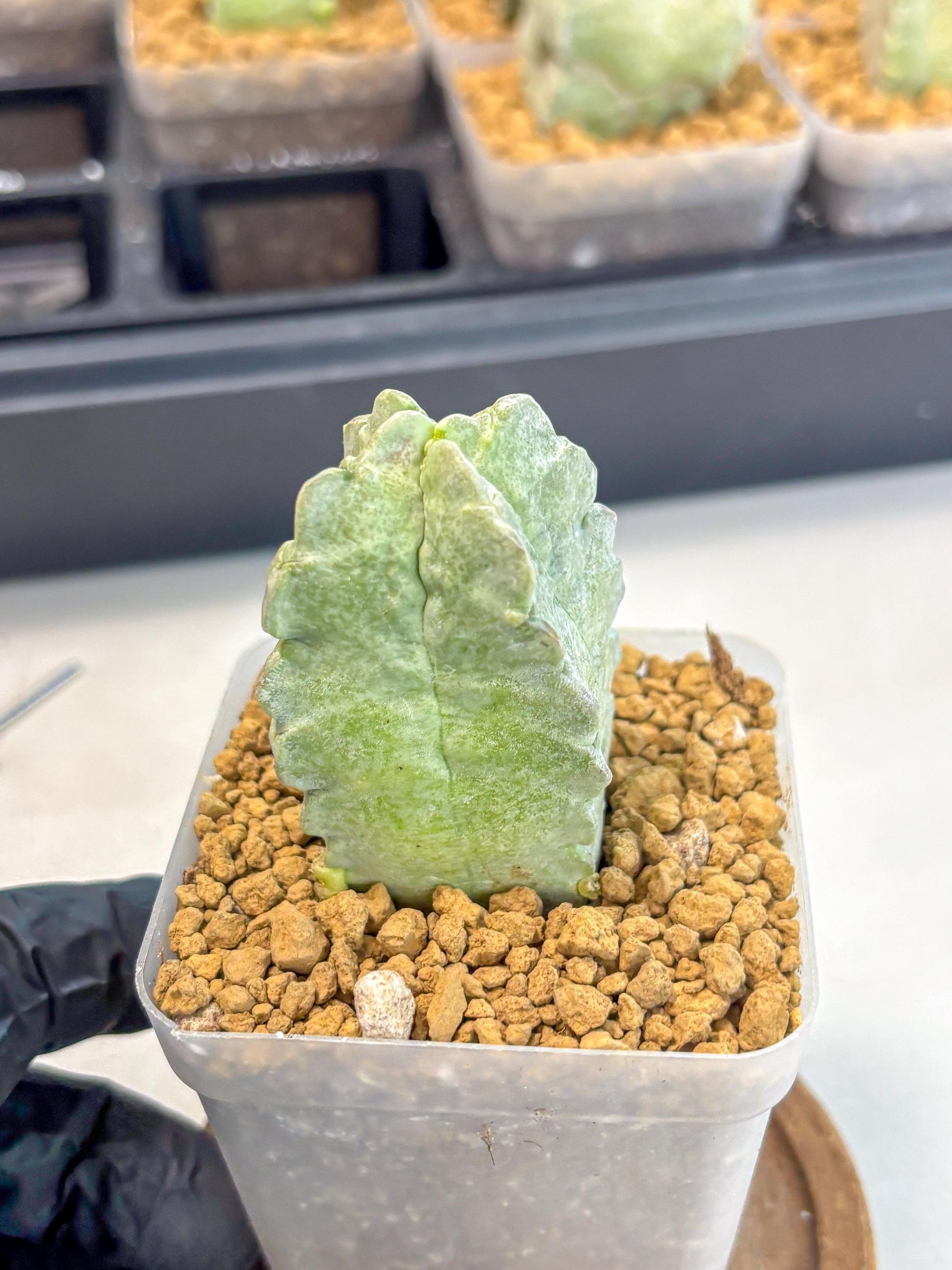 Whitesloanea crassa (o1) | Rare House Plants