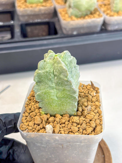Whitesloanea crassa (o1) | Rare House Plants