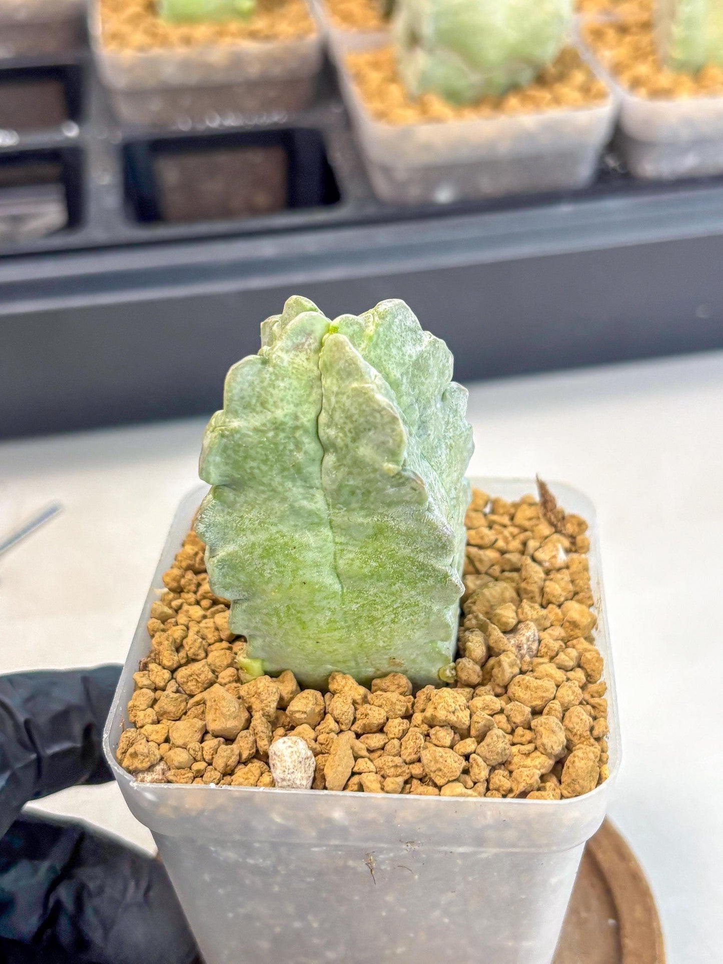 Whitesloanea crassa (o1) | Rare House Plants