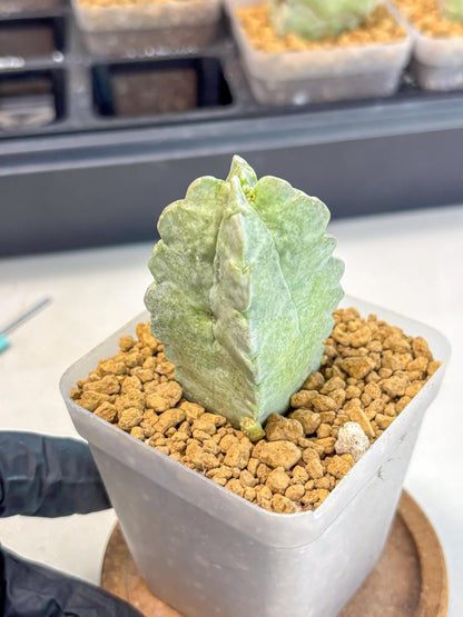 Whitesloanea crassa (o1) | Rare House Plants