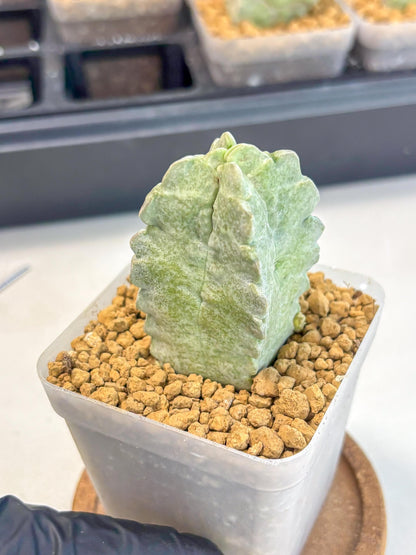 Whitesloanea crassa (o1) | Rare House Plants