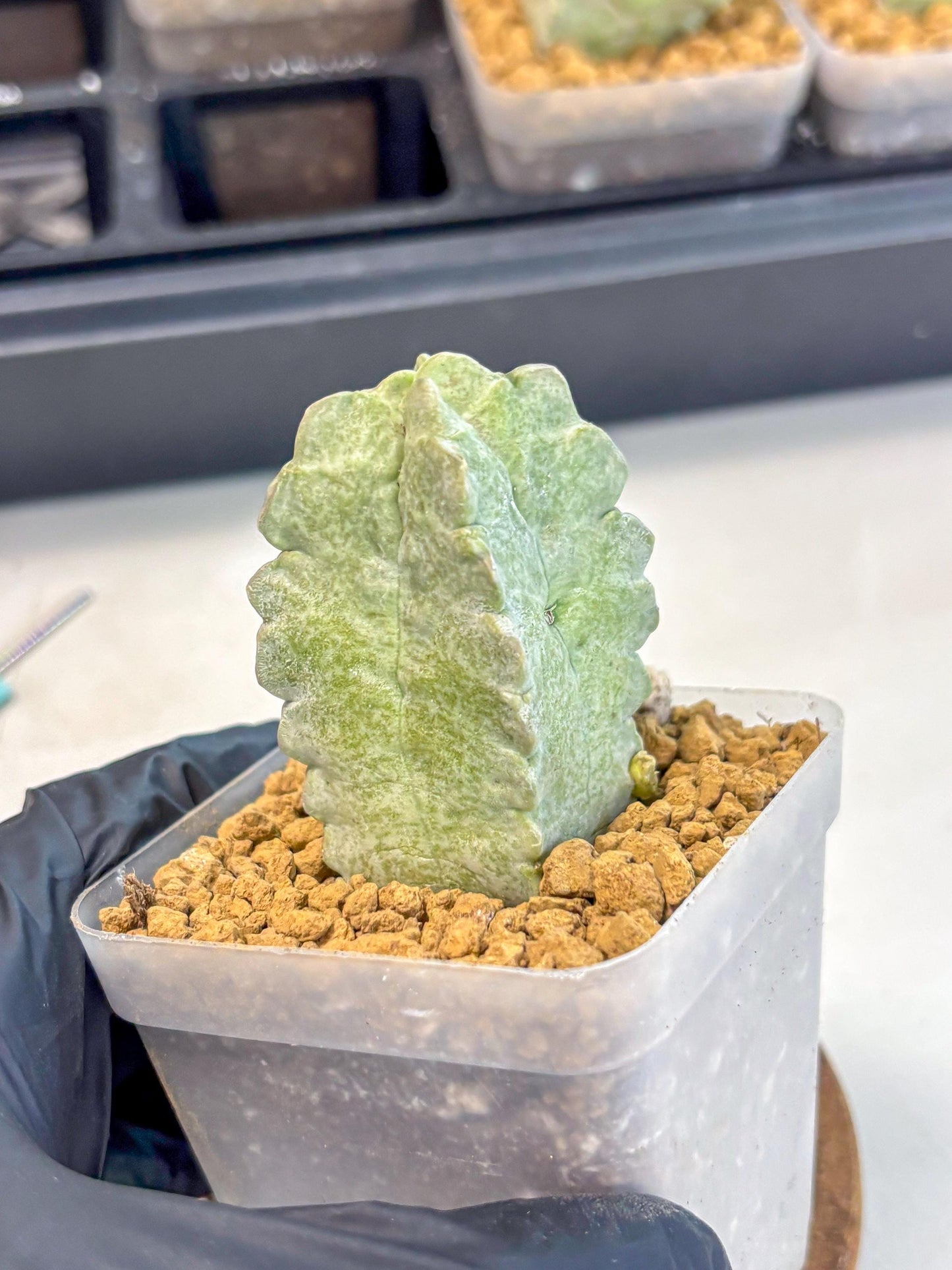 Whitesloanea crassa (o1) | Rare House Plants
