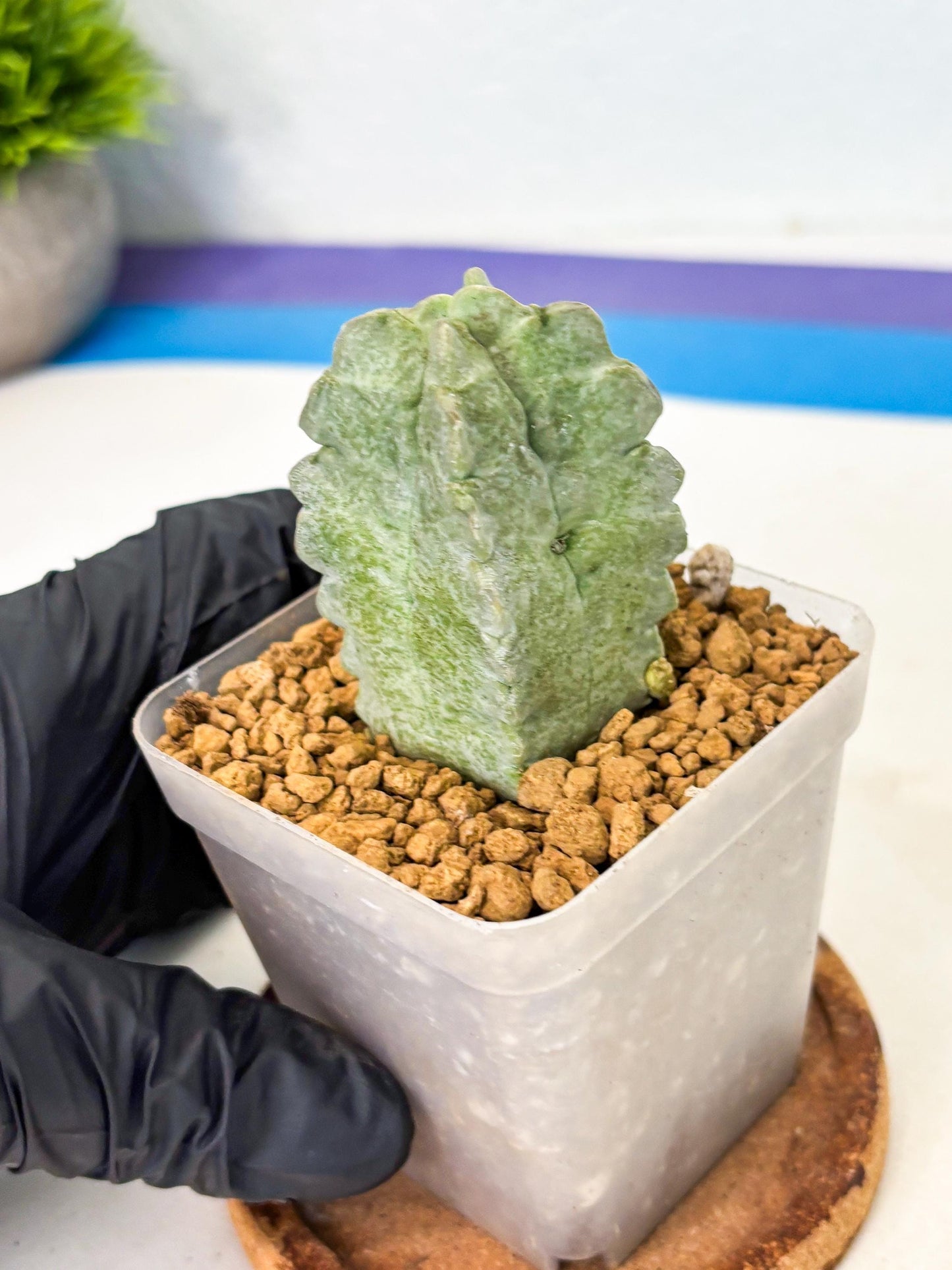 Whitesloanea crassa (o1) | Rare House Plants