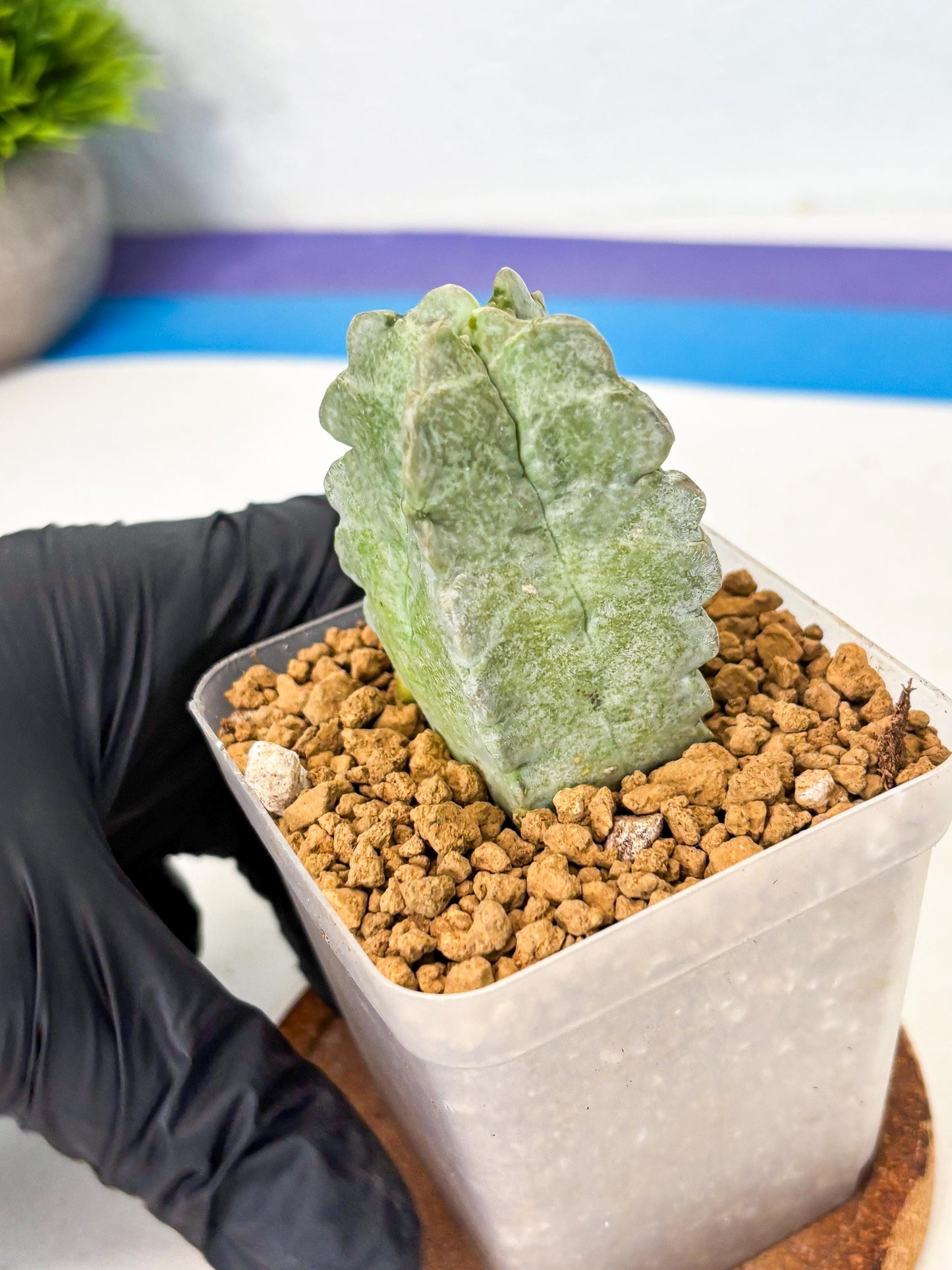 Whitesloanea crassa (o1) | Rare House Plants