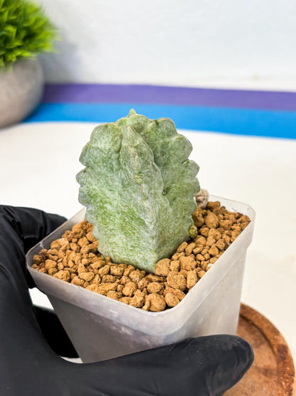 Whitesloanea crassa (o1) | Rare House Plants