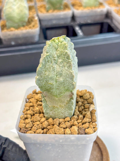 Whitesloanea crassa (3) | Rare House Plants