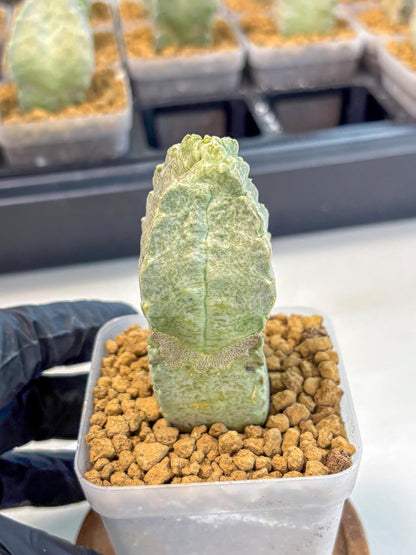 Whitesloanea crassa (3) | Rare House Plants