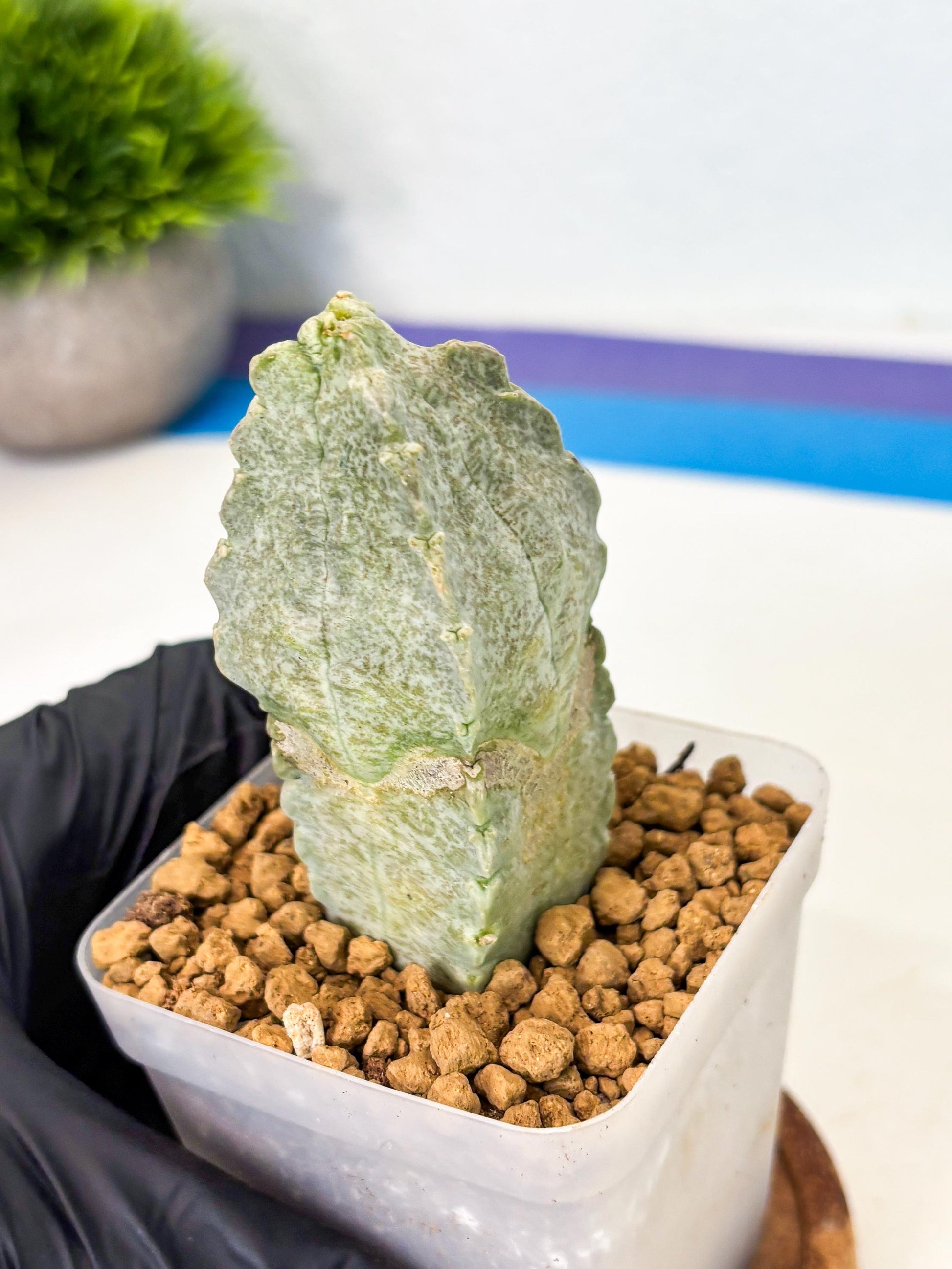 Whitesloanea crassa (3) | Rare House Plants