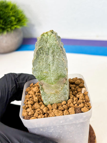 Whitesloanea crassa (3) | Rare House Plants
