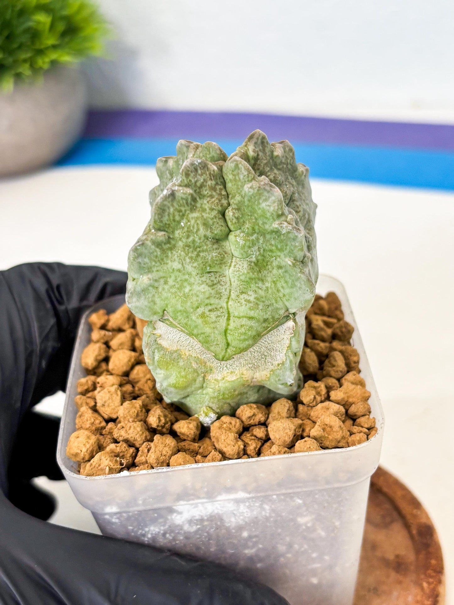 Whitesloanea crassa (5) | Rare House Plants