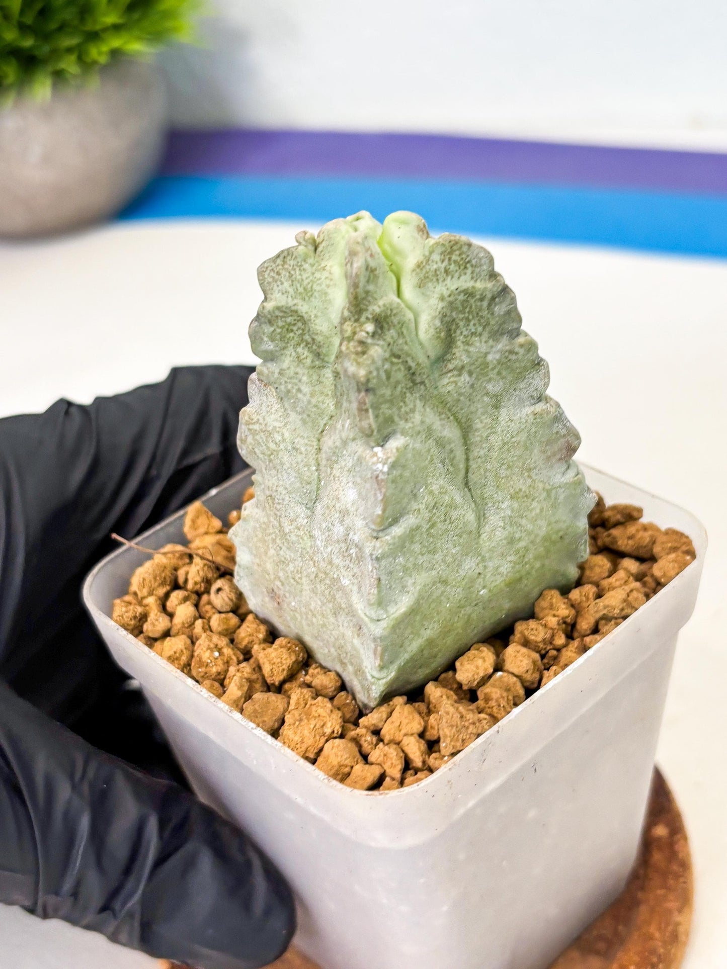 Whitesloanea crassa (4) | Rare House Plants