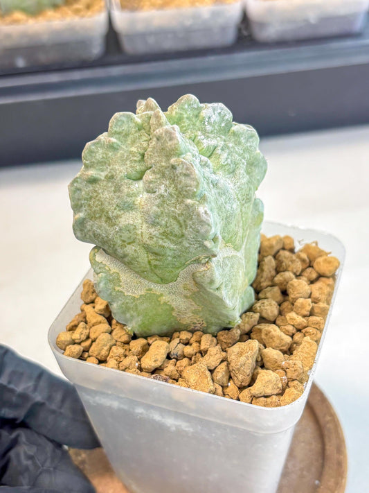 Whitesloanea crassa (5) | Rare House Plants