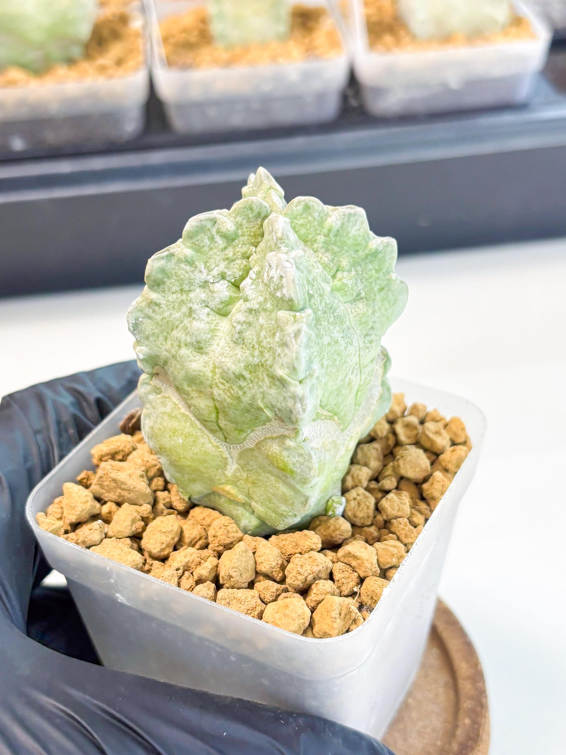 Whitesloanea crassa (5) | Rare House Plants