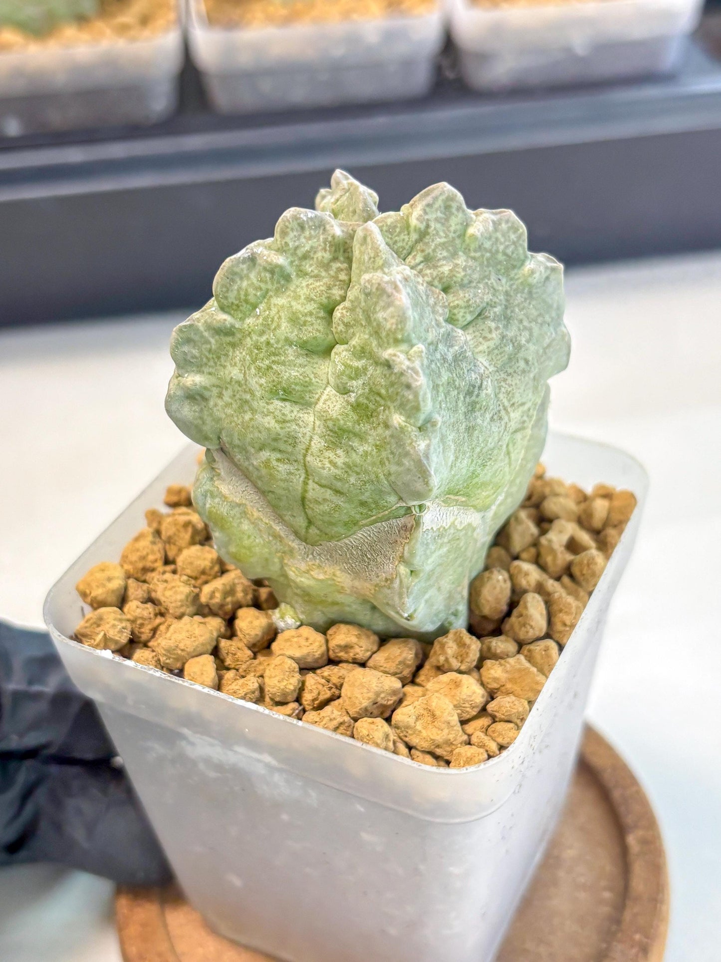 Whitesloanea crassa (5) | Rare House Plants