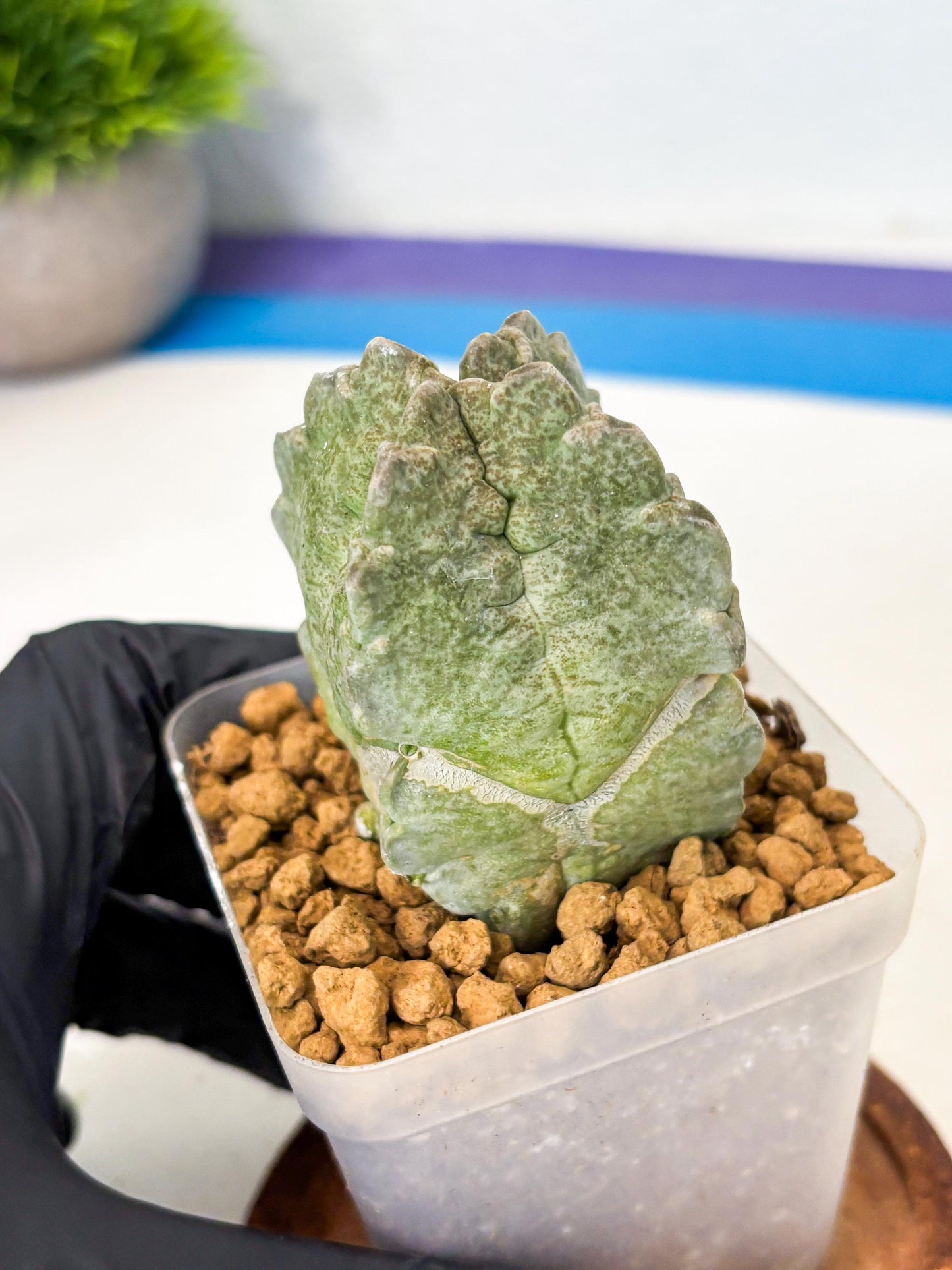 Whitesloanea crassa (5) | Rare House Plants