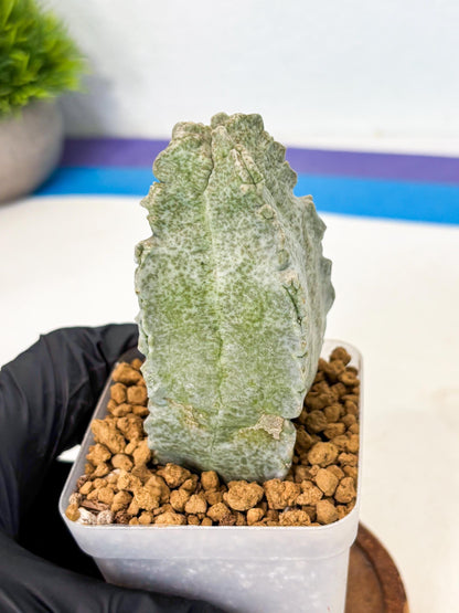Whitesloanea crassa (6) | Rare House Plants