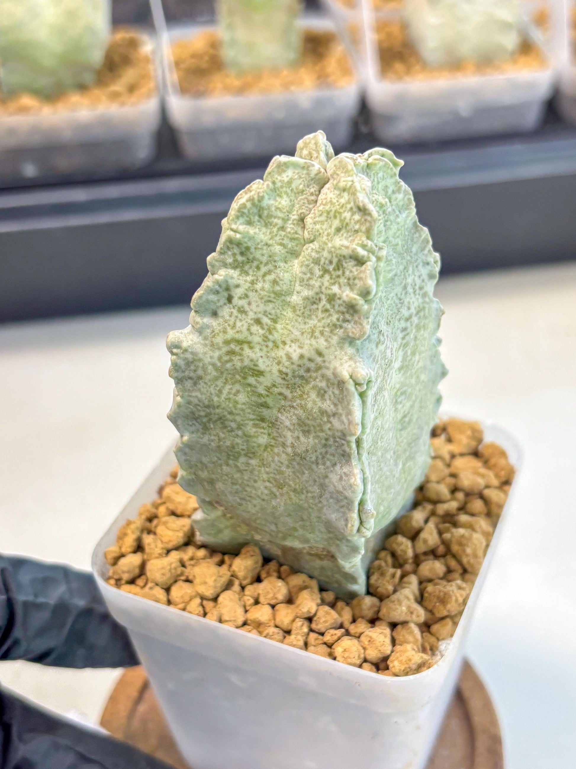 Whitesloanea crassa (6) | Rare House Plants