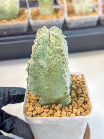Whitesloanea crassa (6) | Rare House Plants