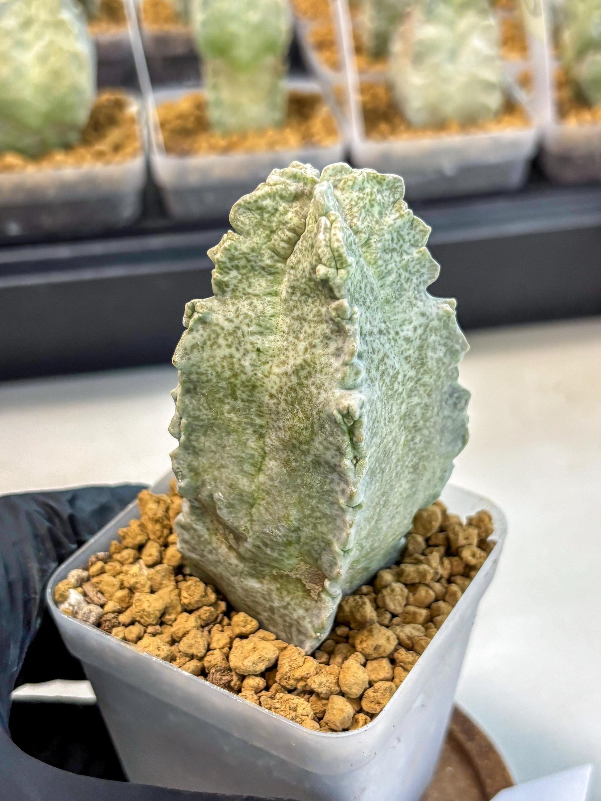 Whitesloanea crassa (6) | Rare House Plants