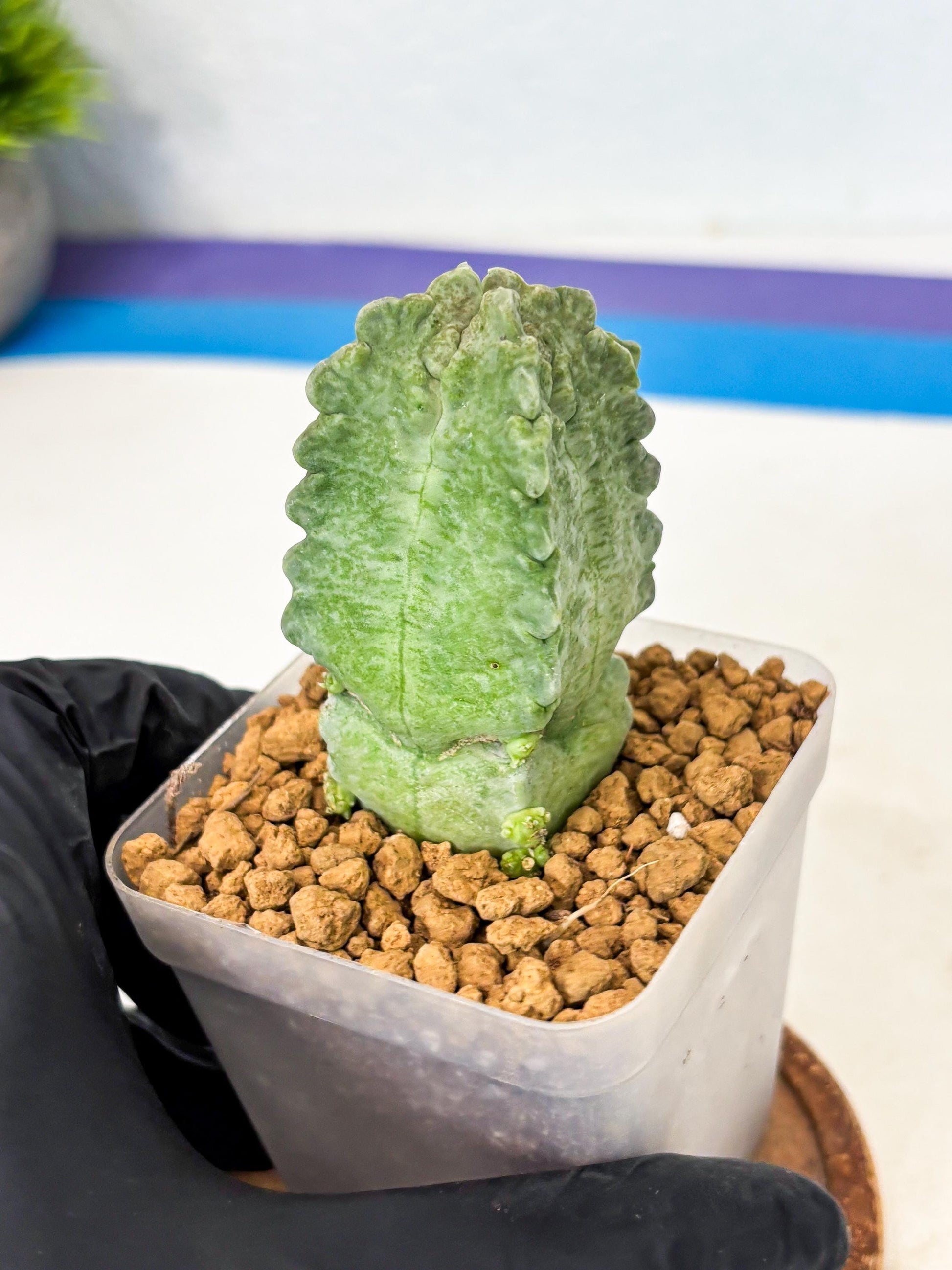Whitesloanea crassa (8) | Rare House Plants